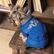 Костюм Pet Fashion Zhan для собак, розмір XS, блакитний PR243237***** фото 5