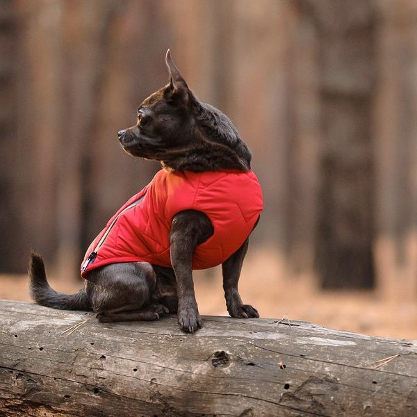 Жилет Pet Fashion &laquo;E.Vest&raquo; для собак, розмір M2, червоний PR242448 фото