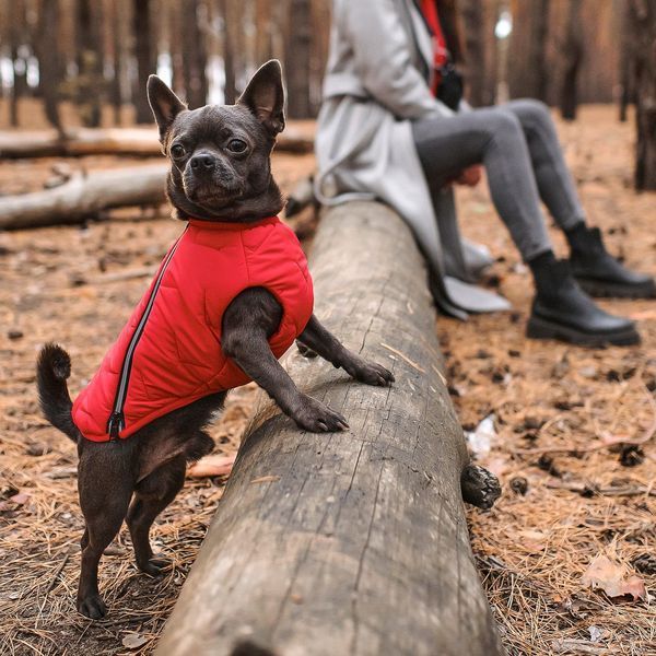 Жилет Pet Fashion &laquo;E.Vest&raquo; для собак, розмір SM, червоний PR242446 фото